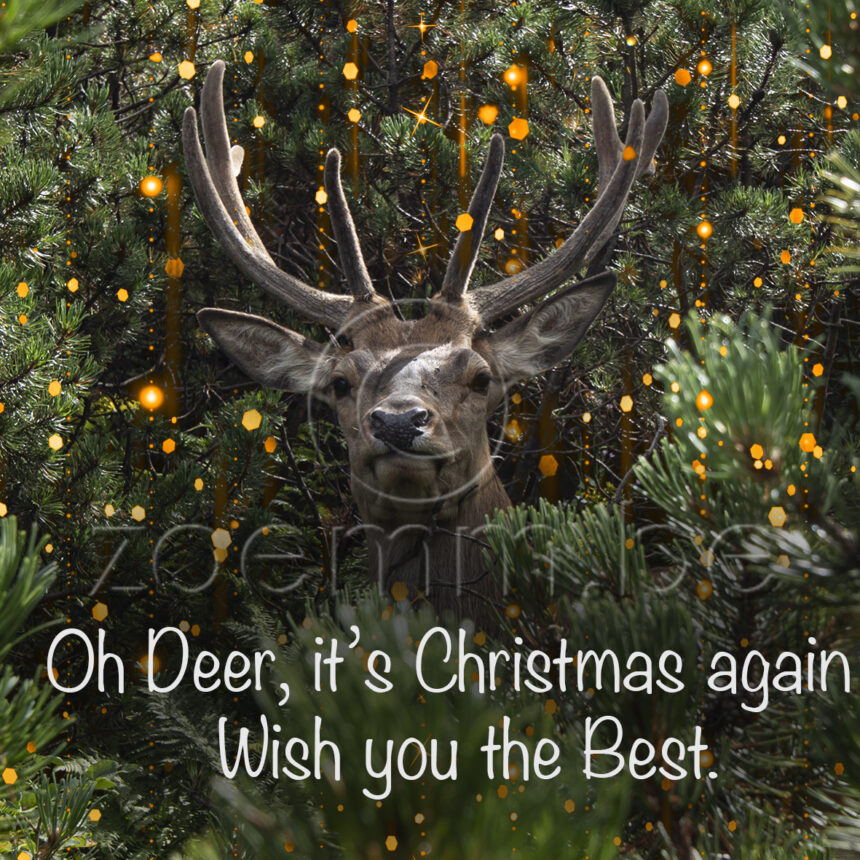 Natuur P deer
