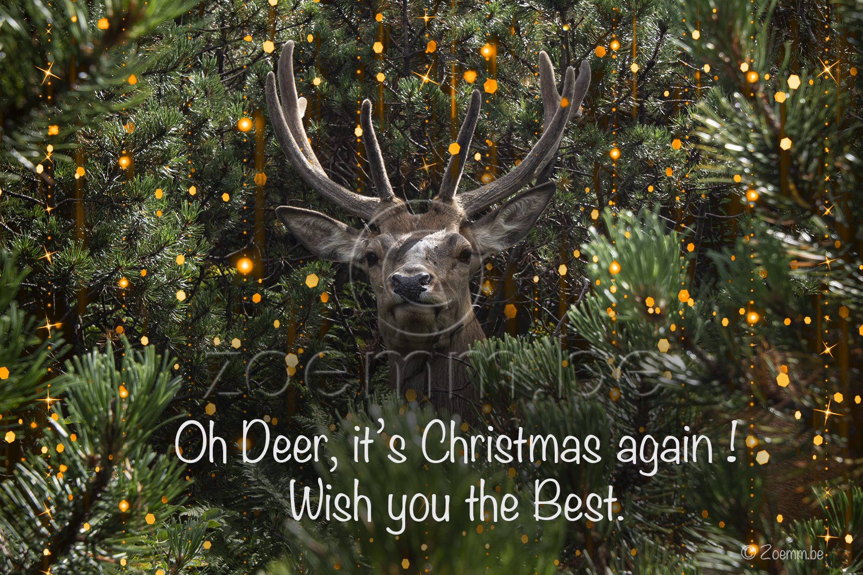 Natuur P deer