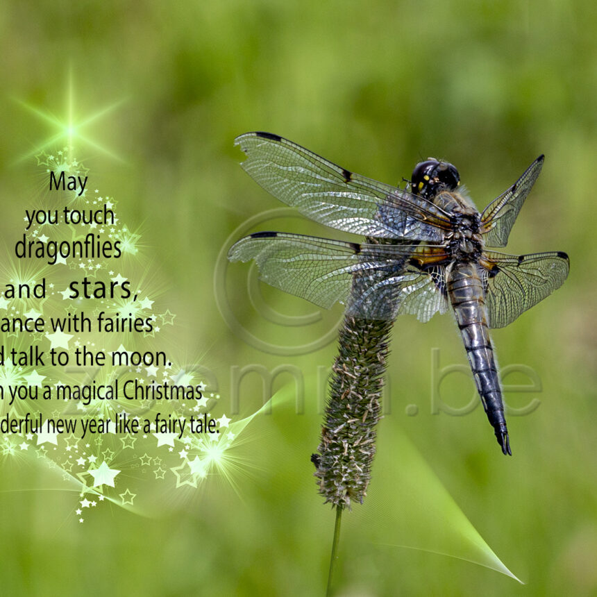 Natuur Dragonfly