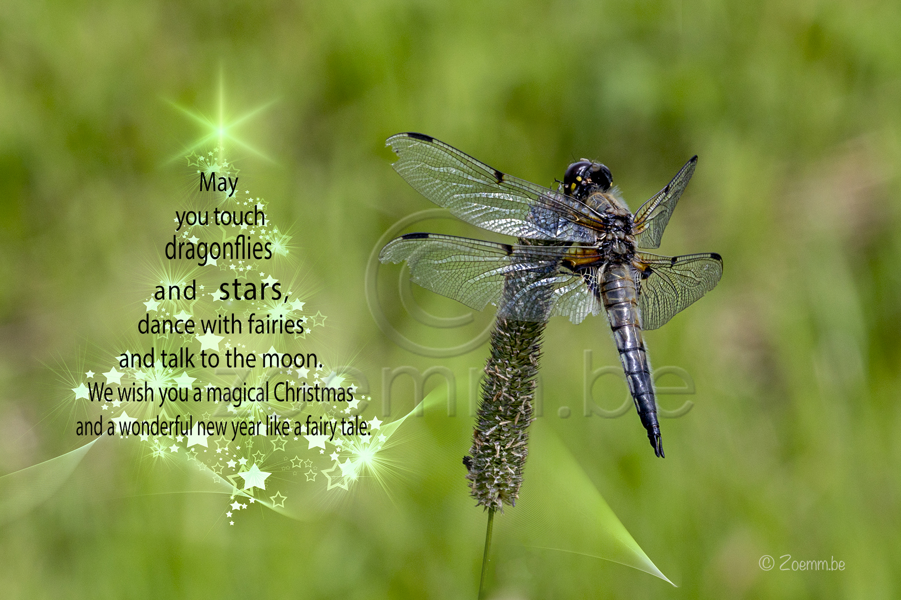 Natuur Dragonfly