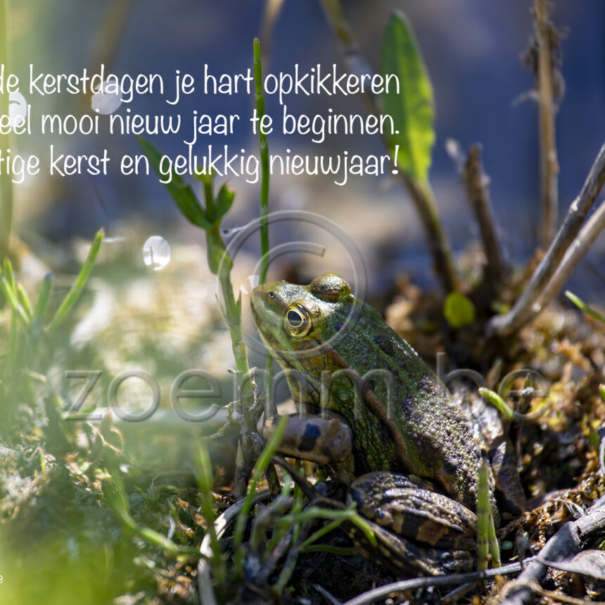 Natuur kikker