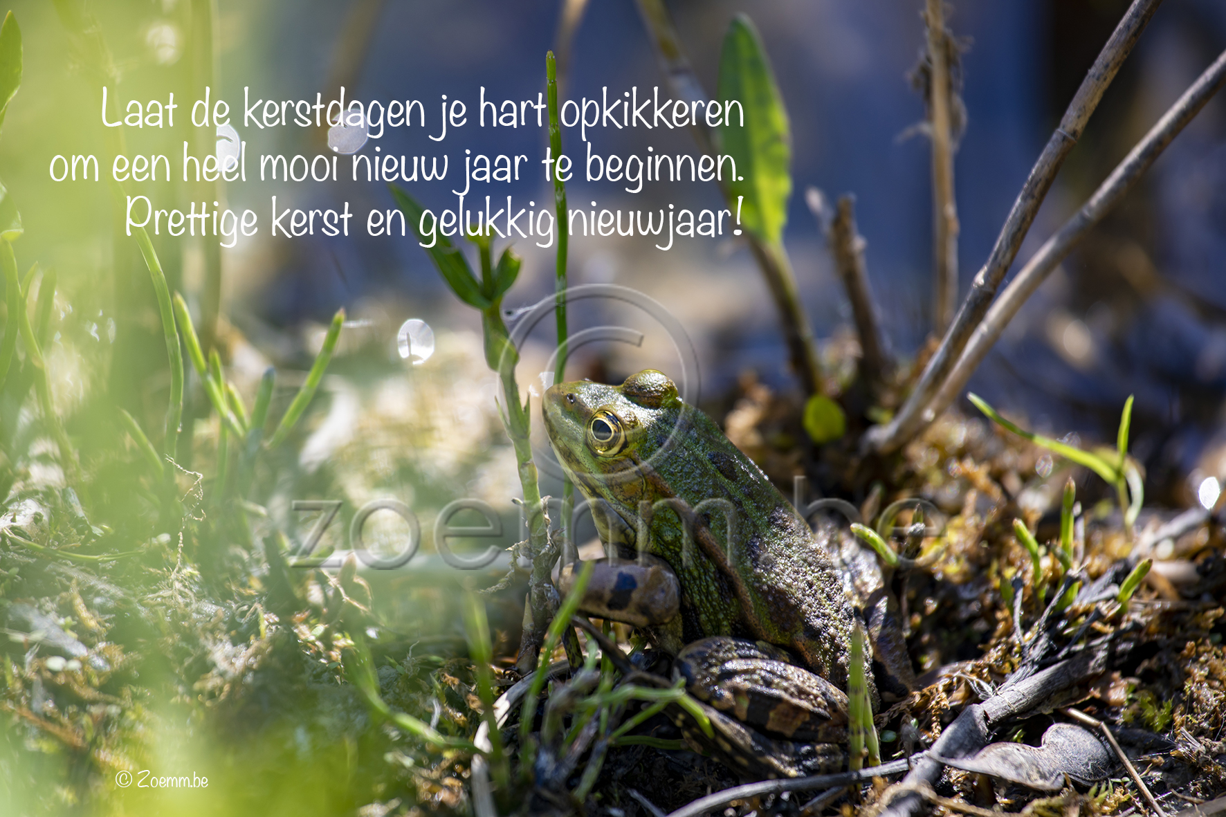 Natuur kikker
