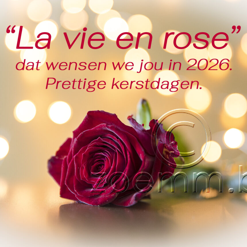 Goud roos 1