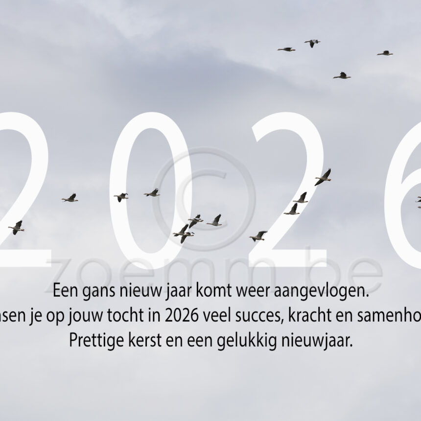 Natuur Gans